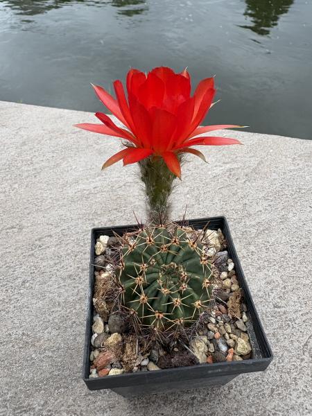 Echinopsis Hybr. dunkel rot